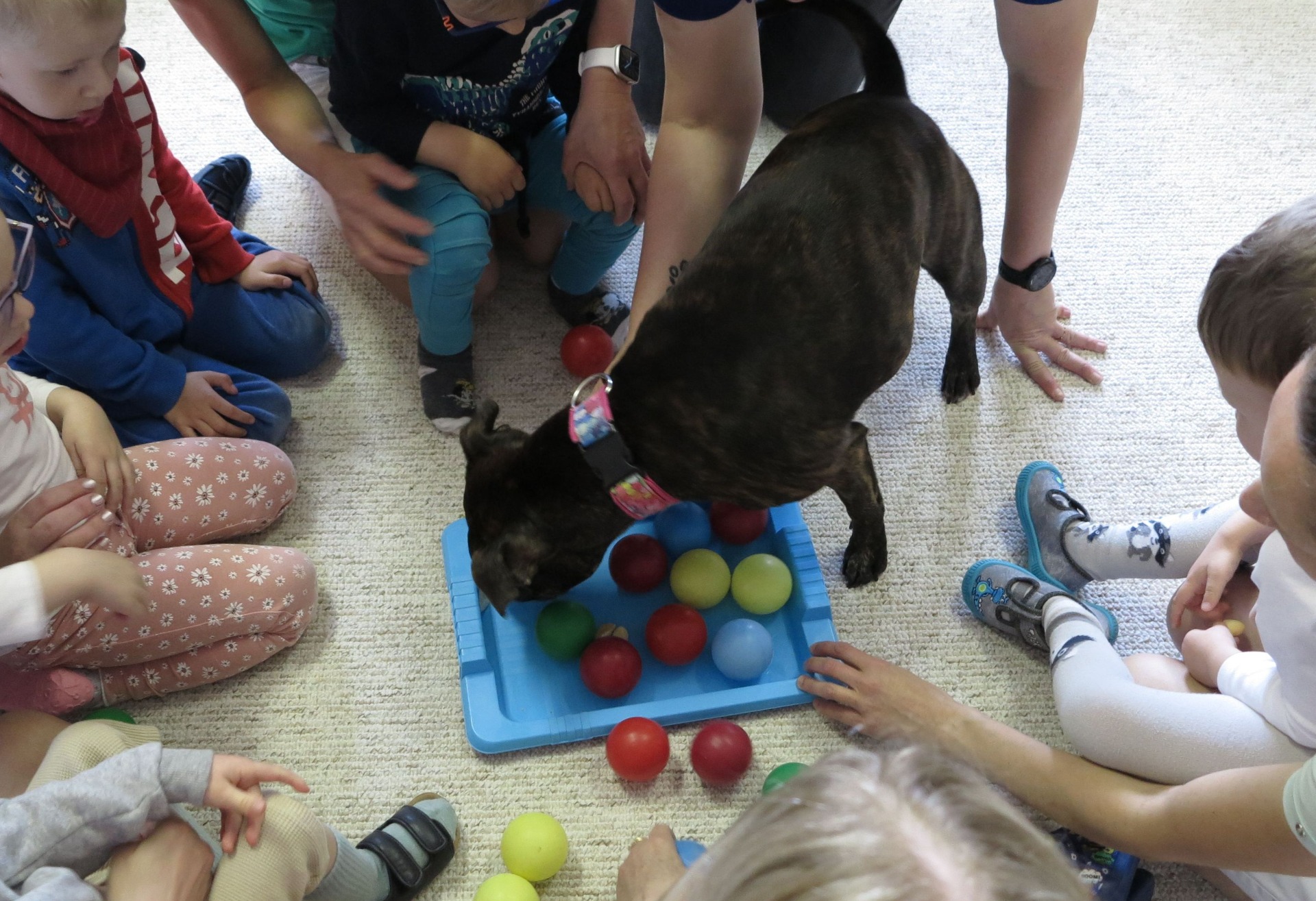 fenka Happy (stafordšírský bulteriér) při skupinové canisterapii