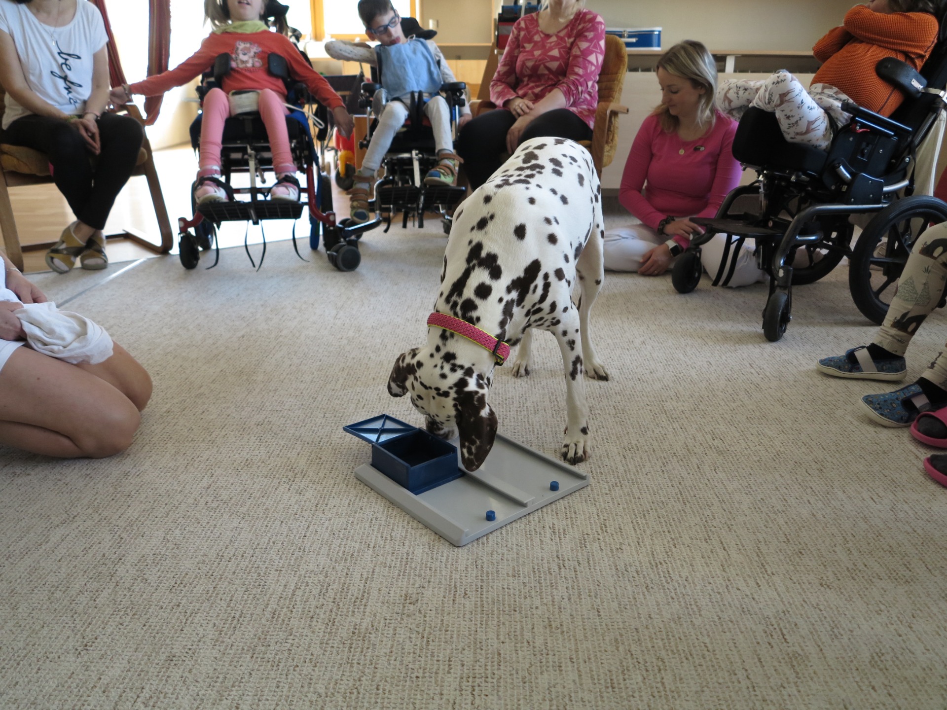 fenka Chloe (dalmatin) při skupinové canisterapii